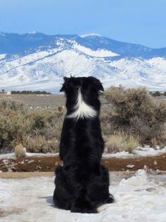 a black and white dog sitting on top of snow covered ground with mountains in the background