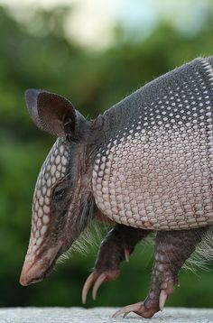 an armadile walking on the ground in front of trees