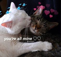 two cats laying next to each other with hearts on their backs and one is kissing the other