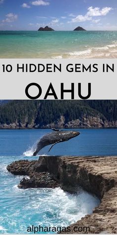 a whale jumping out of the water with text overlay reading 10 hidden gems in oahu