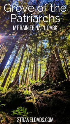 the cover of grove of the patriarchs by mt rainer natl park