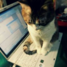 a cat sitting on top of a laptop computer