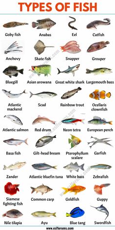 an image of different types of fish