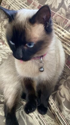 a siamese cat with blue eyes sitting on a couch