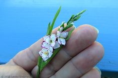 a hand holding a tiny white and pink flower