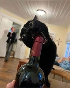 a black cat sitting on top of a wine bottle