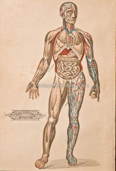 an antique medical illustration of the human body