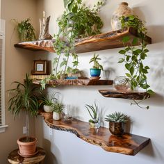 some plants are sitting on shelves in a room