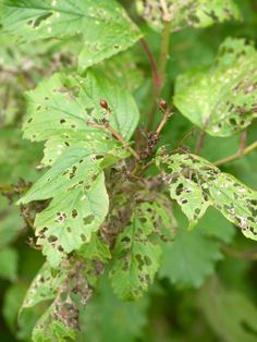 green leaves with brown spots on them