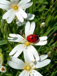 a ladybug sitting on top of some white flowers