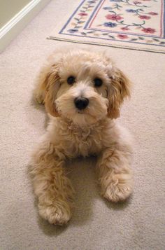 a small white dog laying on the floor