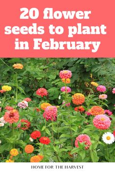 20 flower seeds to plant in February Plants To Plant In February, Seeds To Plant In February, Colorful Flower Garden Ideas, Flowers To Plant In February, Best Flowers For Raised Flower Beds, Early Spring Garden, When To Plant Seeds For Spring, Lupine Flowers Garden, Seeds To Start In February