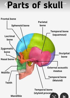 the anatomy of the skull and its major bones, including the frontal part of the skull