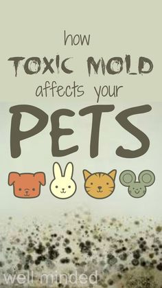 an image of the words how to avoid mold after your pets