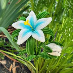 a blue and white flower with green leaves