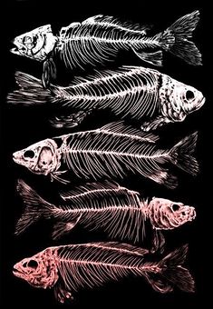 three fish skeletons are shown in red and black