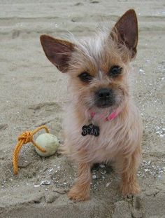 a small dog sitting on top of a sandy beach next to a ball and rope