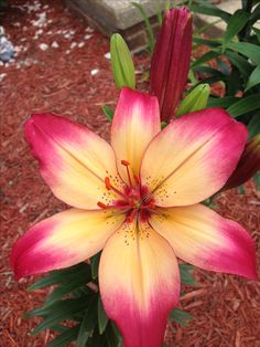 a pink and yellow flower with green leaves