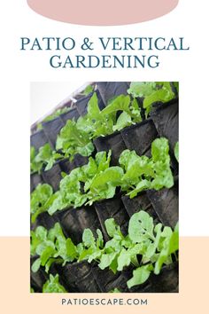 an image of a garden with the text, patio and vertical gardening