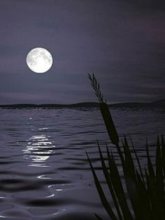 the full moon shines brightly in the night sky over water with reeds on the foreground