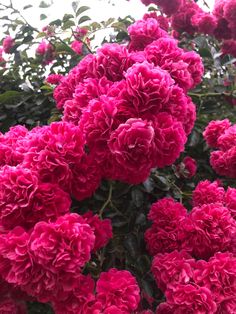 pink flowers are blooming in the garden