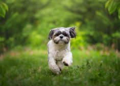 a small white and gray dog running through the grass with trees in the back ground