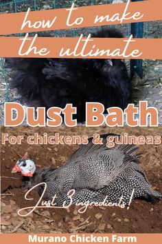 the front cover of how to make the ultimate dust bath for chickens and guineas