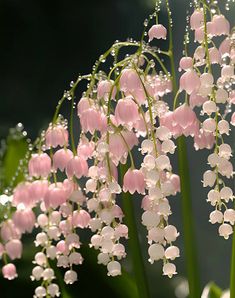 pink and white flowers with drops of water on them in front of a dark background