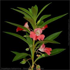 Impatiens Balsamina, Blue Forest, Romantic Art, Birth Flowers, Fruits And Veggies, Garden Plants, Perennials, See More, Green And Grey