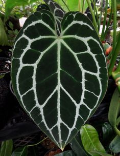 a heart shaped plant with white lines on it's leaves in the middle of some plants