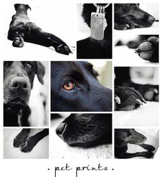 black and white photo collage with dog's eyes, paw prints, and tags