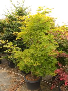 several potted plants are lined up on the ground in front of some shrubbery