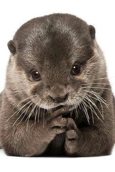 an otter with the words let everything that has breathe praise him