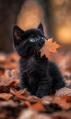 a small black kitten sitting on top of leaves in the forest with an orange leaf