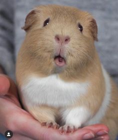 a person holding a small brown and white hamster in their hands with its mouth open