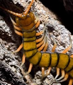 two yellow and black bugs sitting on top of a rock