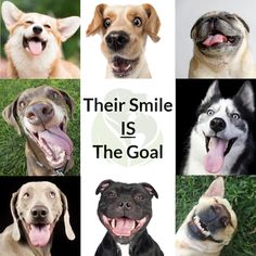 there are many different dogs that have their mouths open and tongues hanging out with the words, their smile is the goal