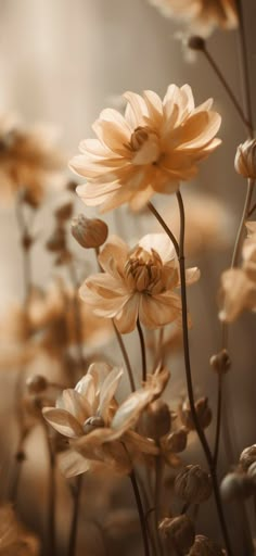 an image of flowers that are in the middle of some kind of flower arrangement with blurry background