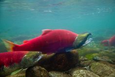 two salmons swimming in the water near some rocks