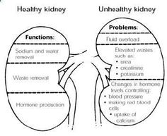 the human body and its functions are labeled in this diagram, which shows the different areas of