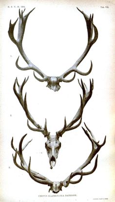 three deer antlers are shown in black and white, each with different types of horns