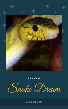 The Color Meaning of A Yellow Snake In Your Dream Yellow Snake, Green Snake, A Nightmare, A Snake, Snakes