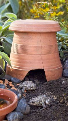 a potted planter sitting on top of a pile of dirt next to plants