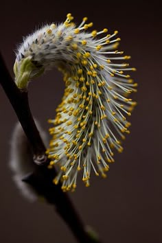 a close up of a flower on a branch with water droplets in the foreground