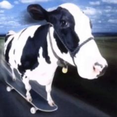 a black and white cow standing on top of a grass covered field