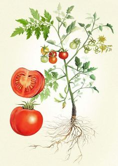 an illustration of tomatoes and leaves with roots