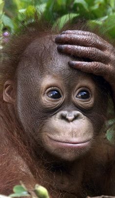 an orangutan is holding its head with his hands and looking at the camera