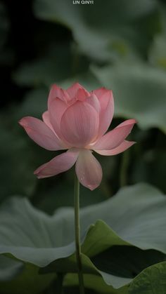 a pink lotus flower with green leaves in the foreground and an inspirational quote above it