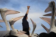 there is a man standing among the pelicans with his hands in the air