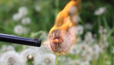 a close up of a flower with fire coming out of it's center surrounded by dandelions